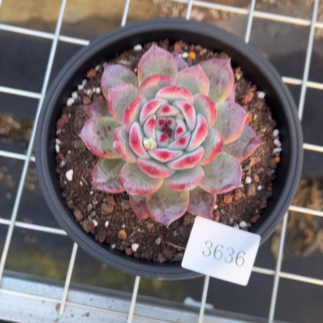 果**台3636肉肉肉肉肉肉