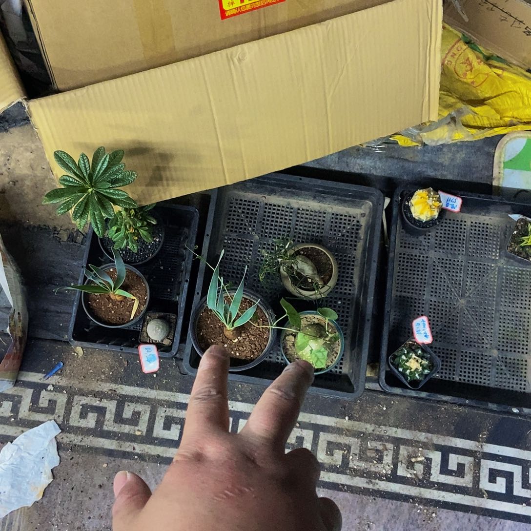 两颗装一物一拍，