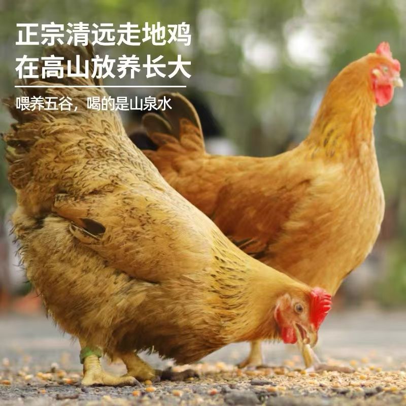 2只清远走地鸡自家散养 肉质鲜嫩 广东清远发货/顺丰包邮