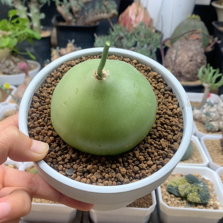 大苍角殿多肉脱土7.3cm