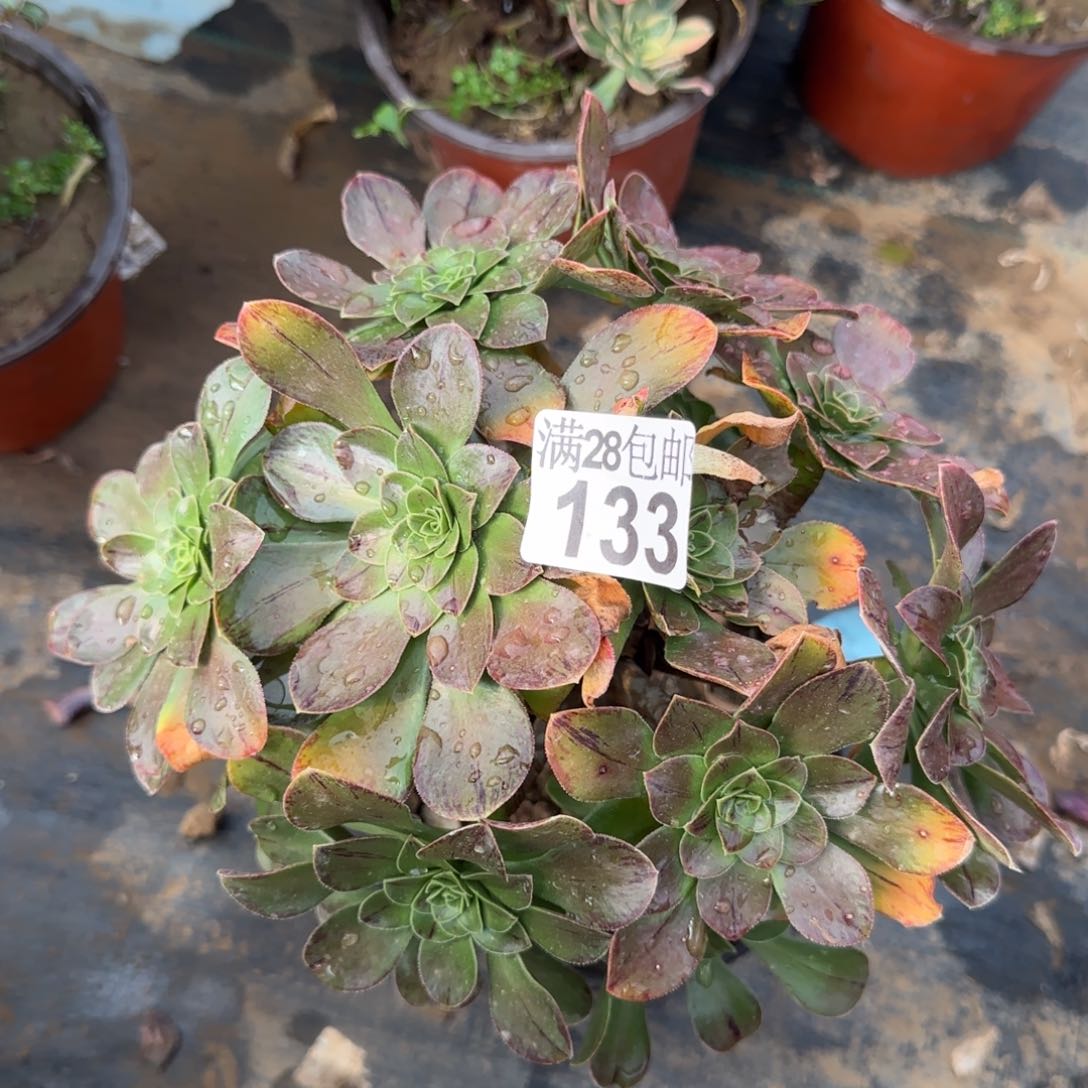 圣诞节多肉133满28包邮断枝不包