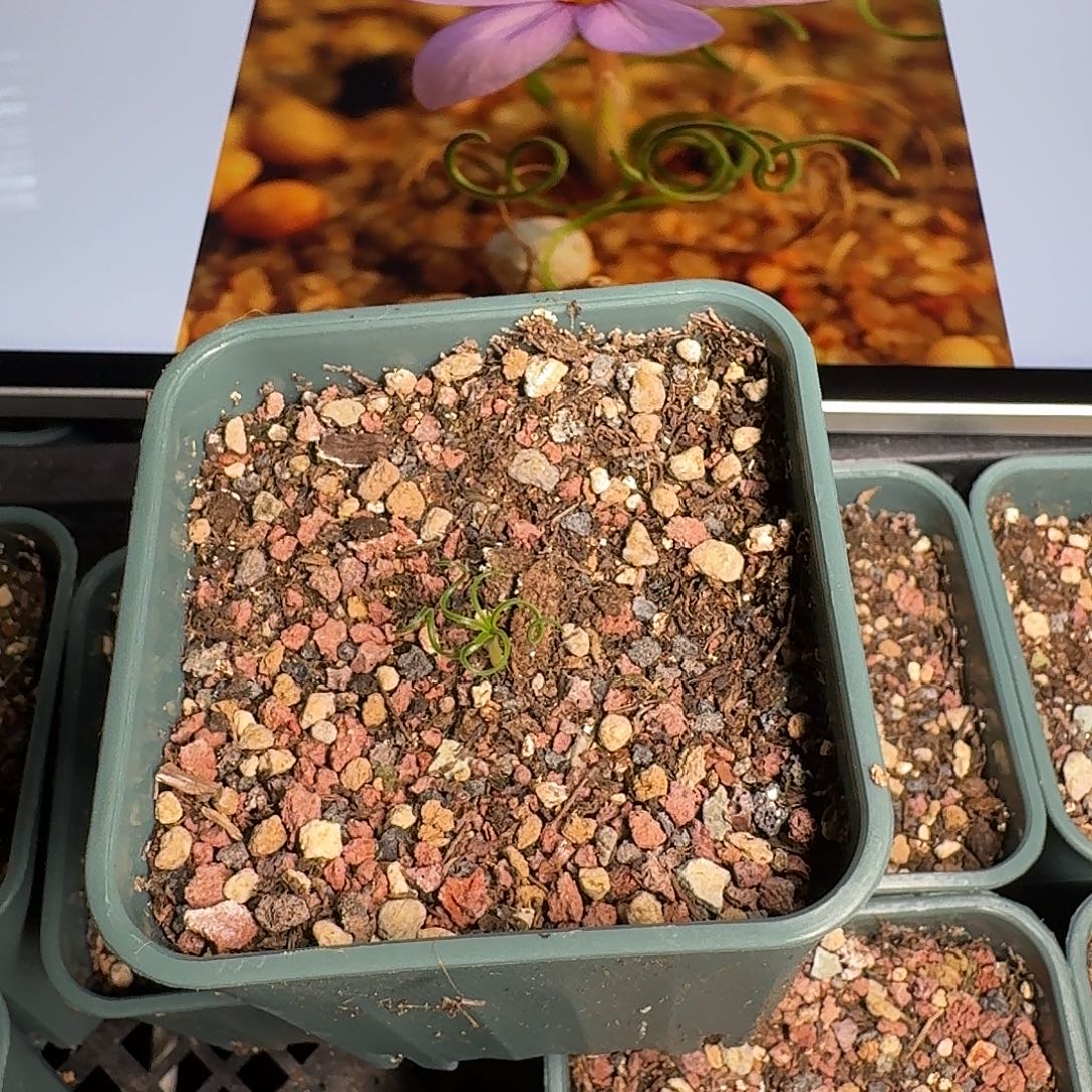 南红花0.3cm一个量拍链接带盆