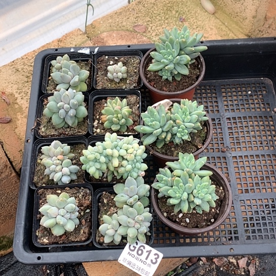 海***）一盘子11颗 613 全场处理退款拉黑7-8天发货