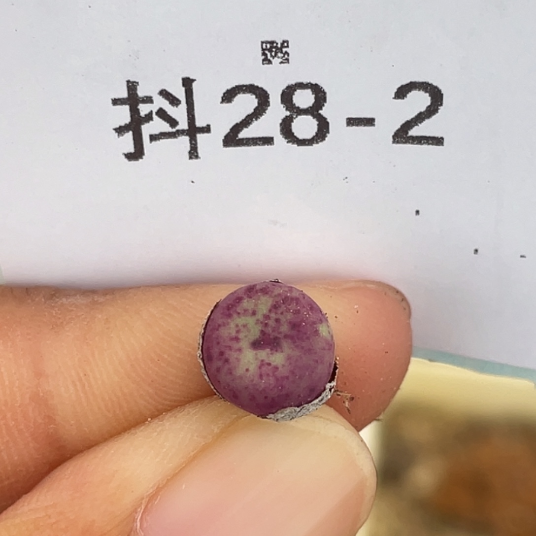 28-2紫嘴多肉植物