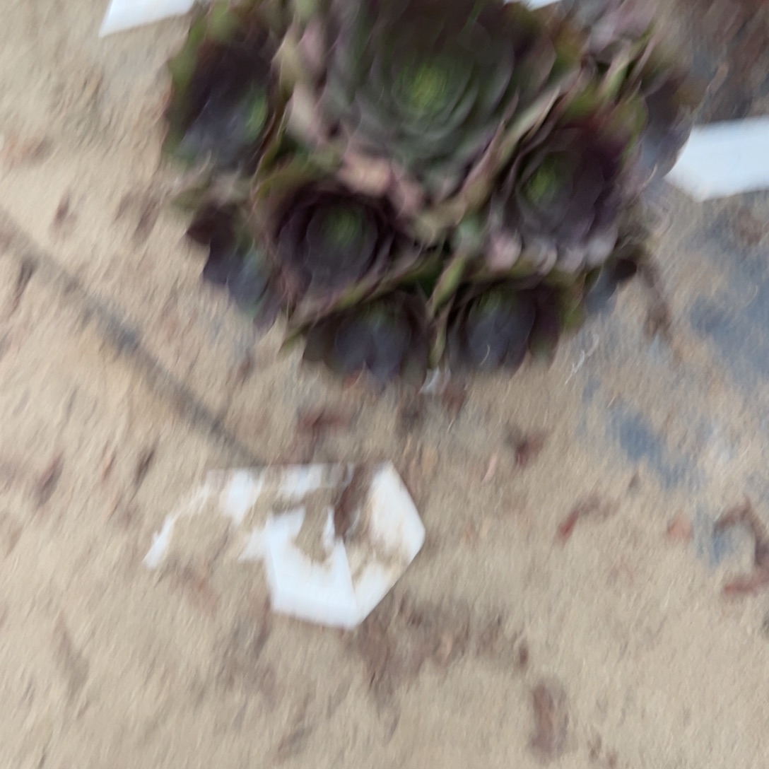 548万灰法师多肉植物法师