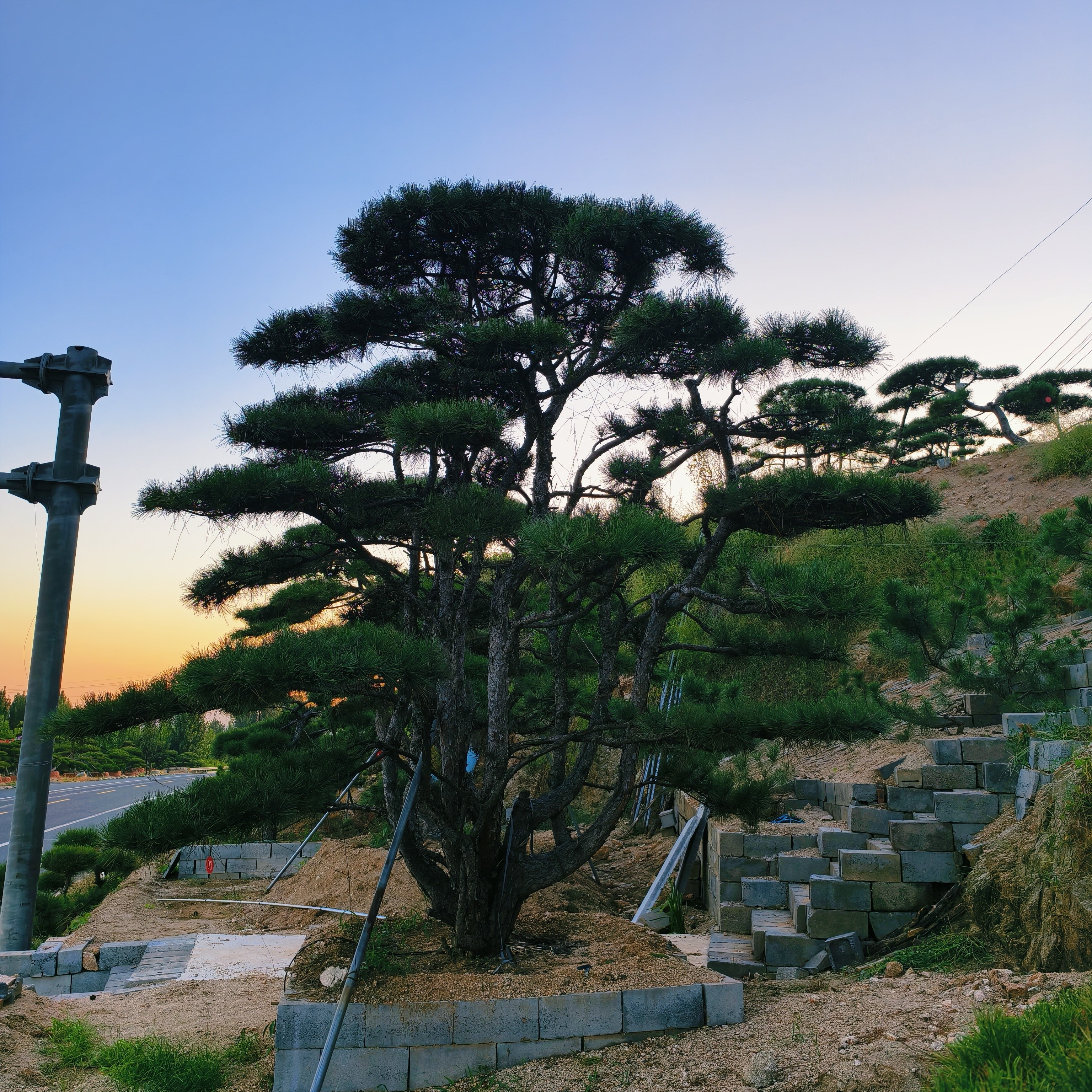 造型松，园林景观必选