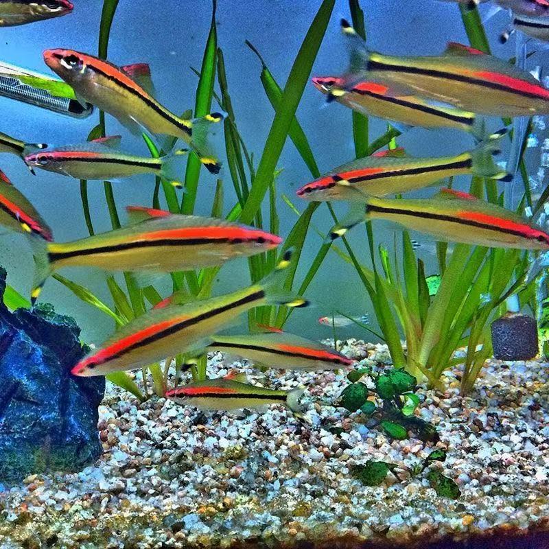 一眉道人热带活体观赏鱼小型群游淡水草缸友好新手适用