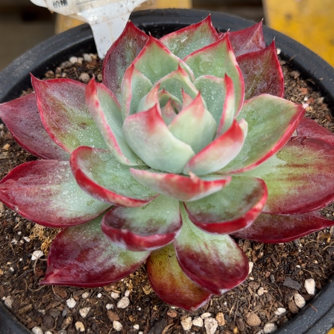 惊鸿一物一拍包装收缩花旱765