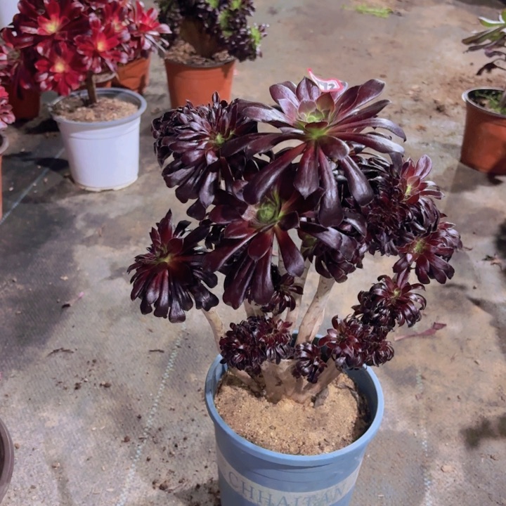 一物一拍魔法师丛林缀朵992