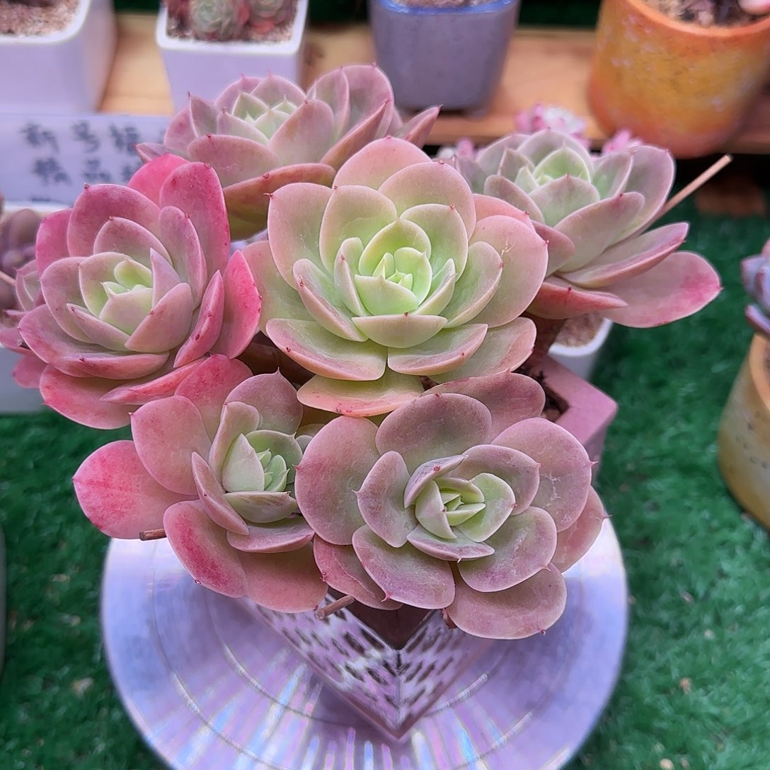 人***长星娜塔不带盆土发货