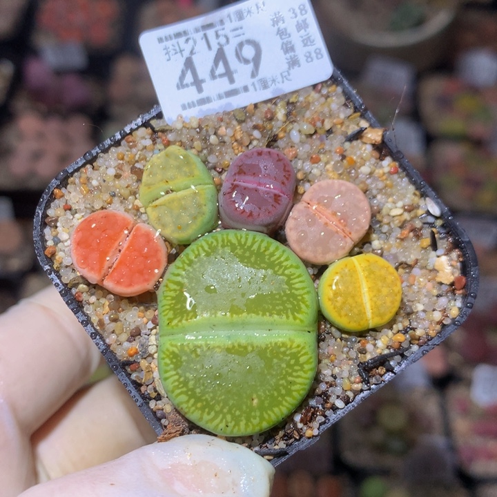 精品生石花215.449