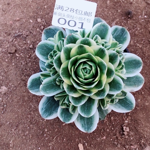 3.5-1山地玫瑰多肉植物