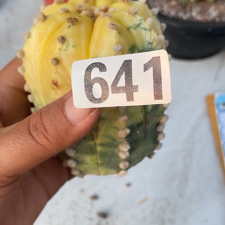 无根641号仙人球一棵