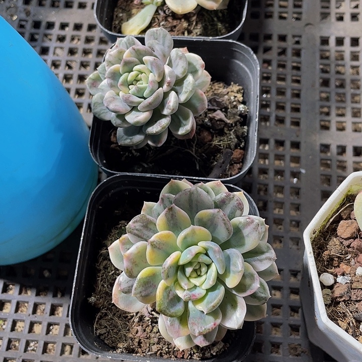 粉布偶锦到盆土发货