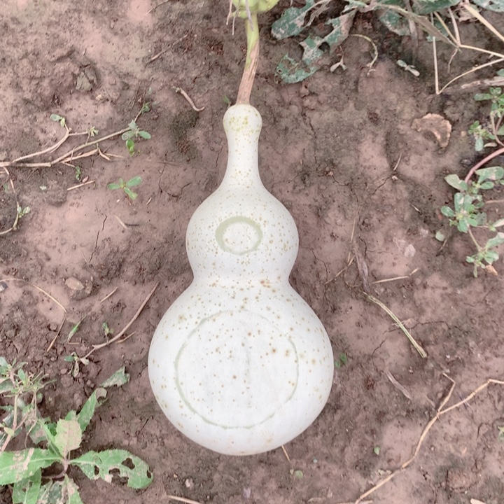 后***王中号现货供应充足