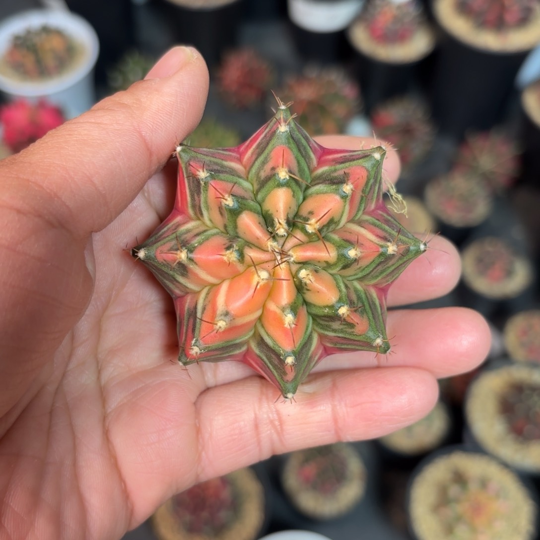 泰系实生米哈仙人球20