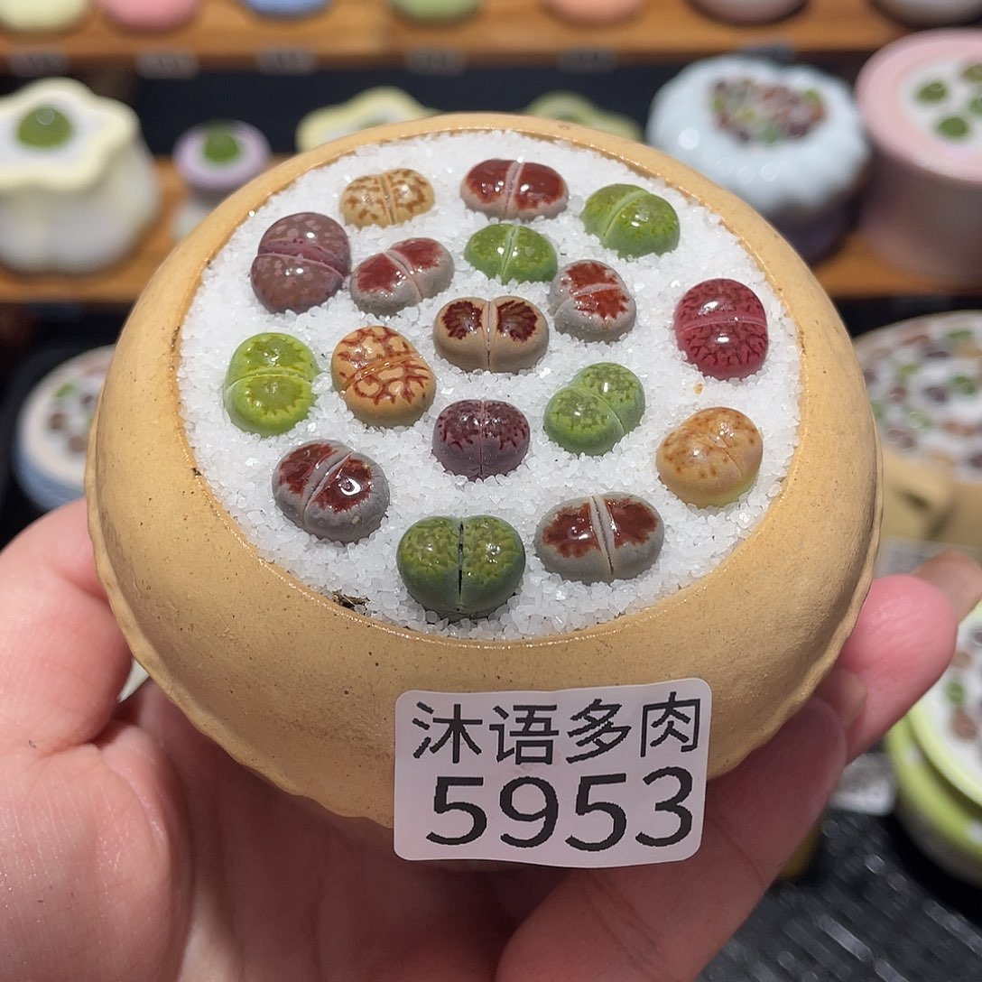 带盆土植物 一物一拍5953