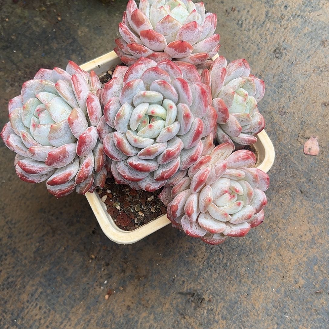 燕***来橙梦露寄养多肉植物