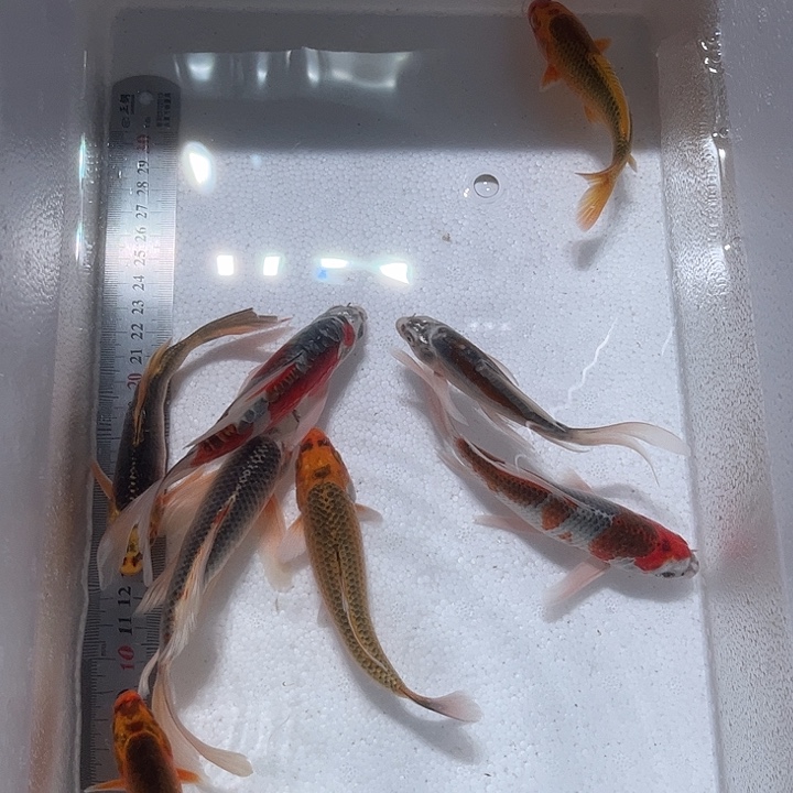 海水鱼渔场直发3号链接