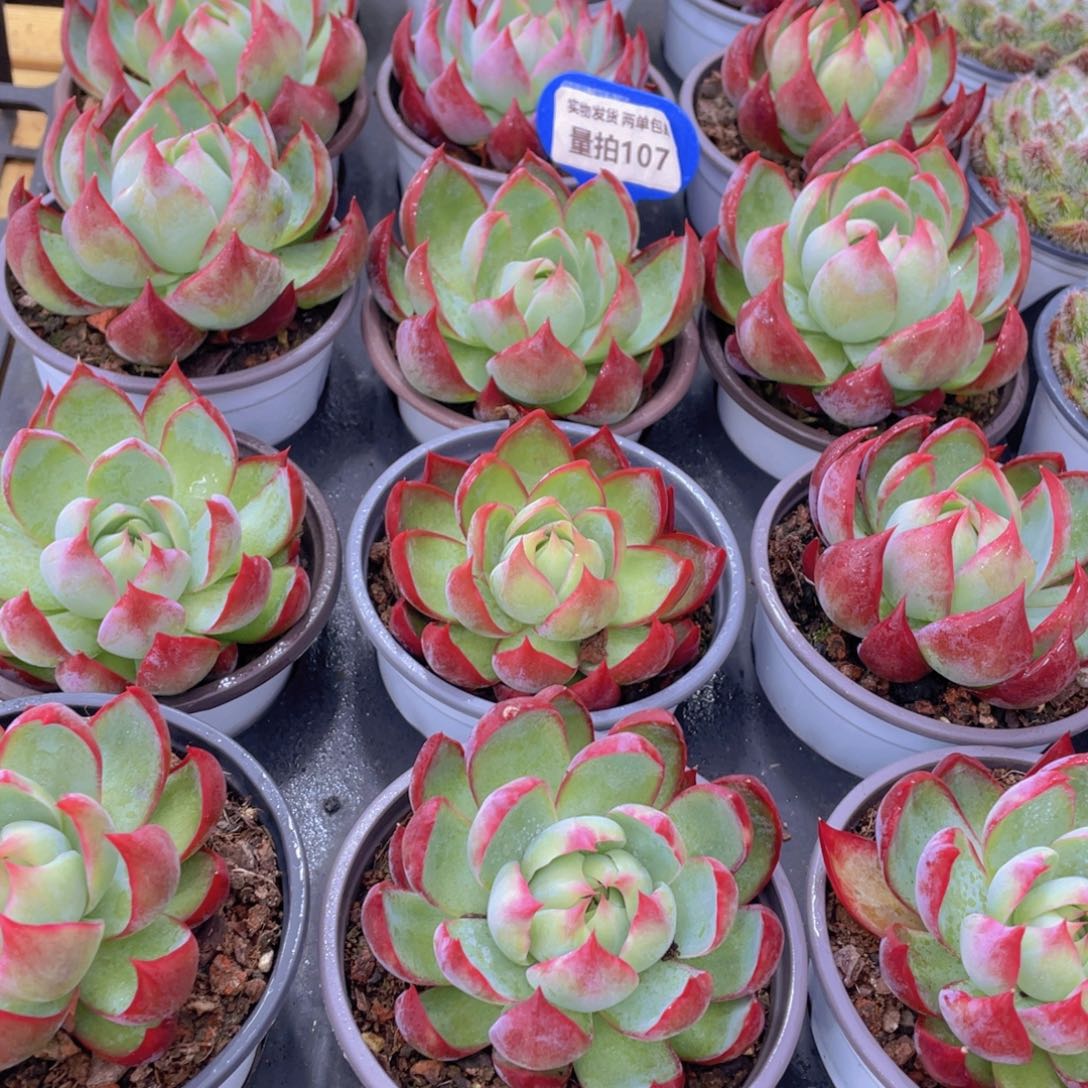 量拍107号 惊鸿仙子单头一个