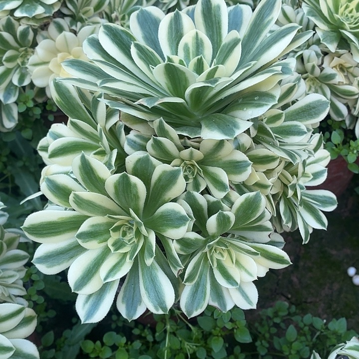 迈巴赫一棵脱土11.8