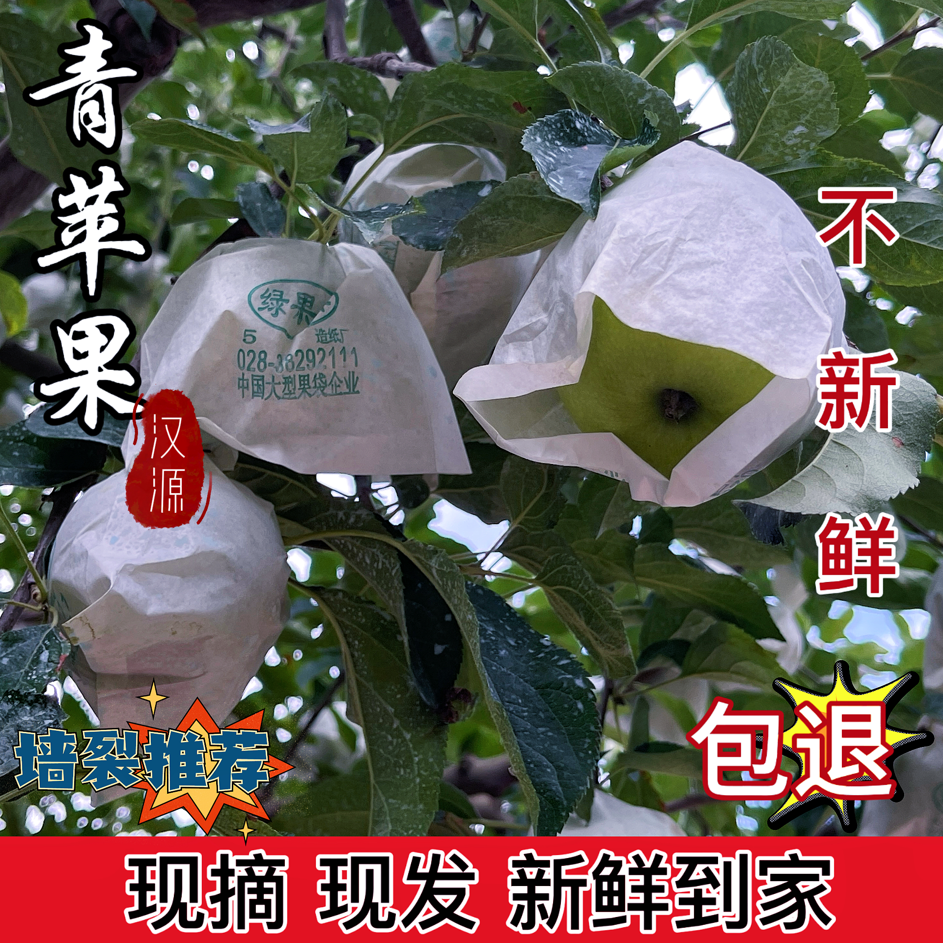 四川青苹果汉源高山青苹果酸甜口可现摘现发