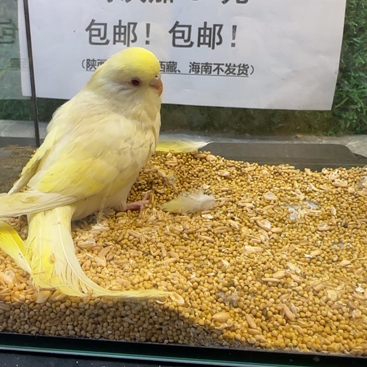 虎皮鹦鹉大头虎皮鹦鹉