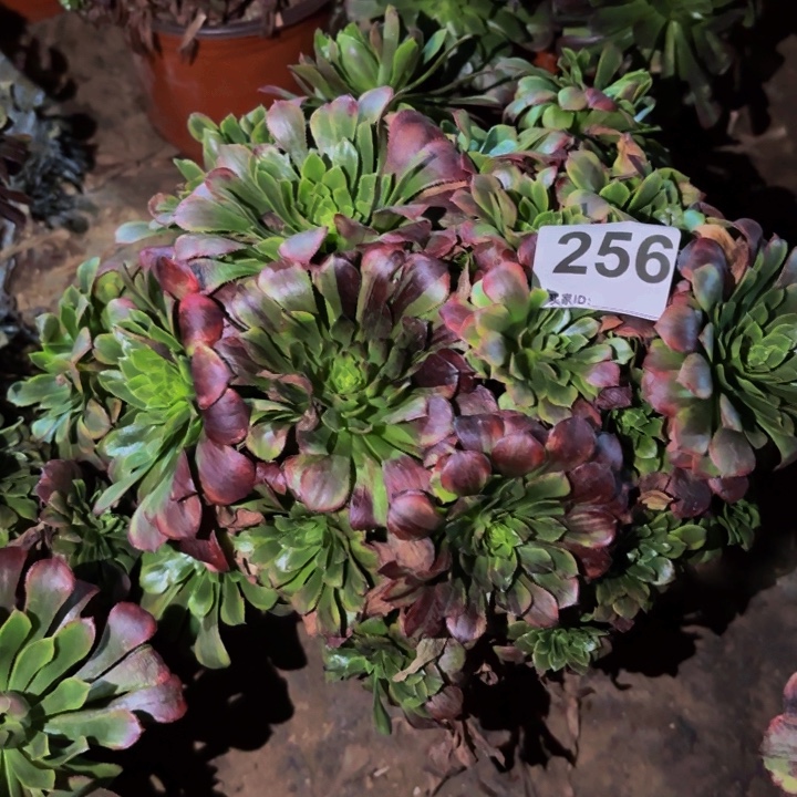 l***✿256莫兰迪多肉植物不售后