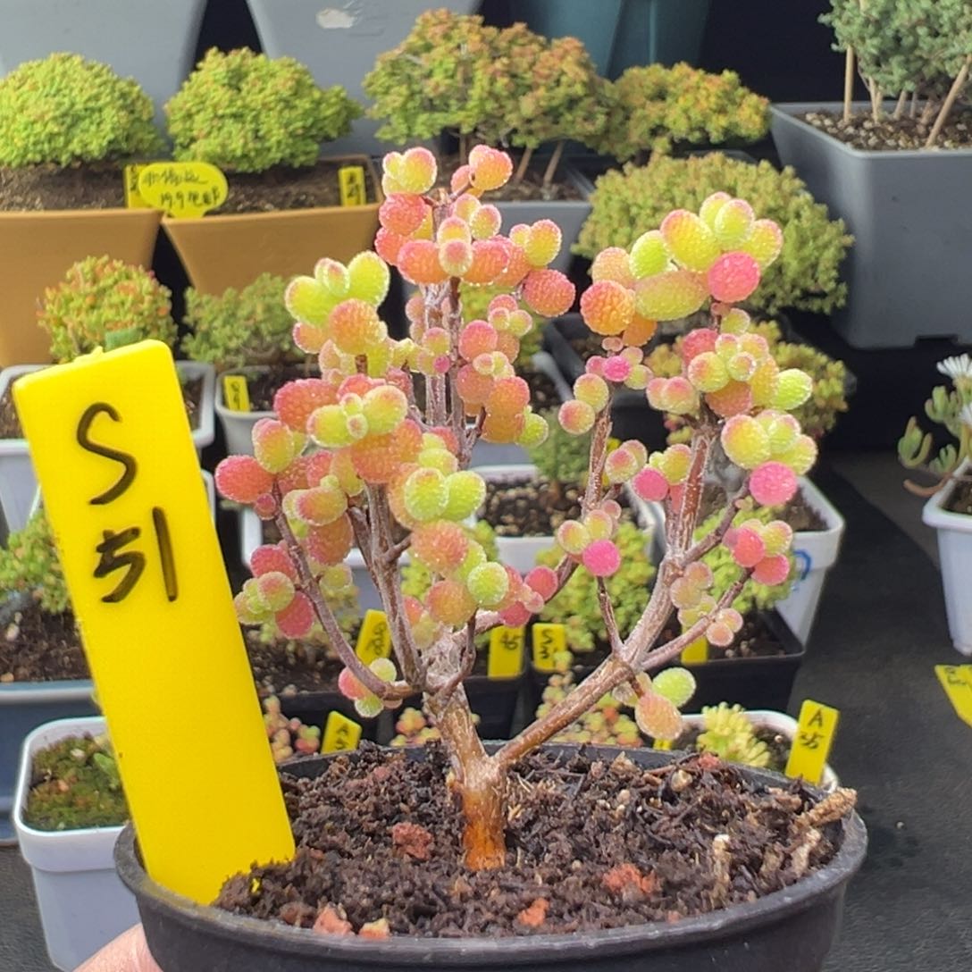 金桔带盆带土发货