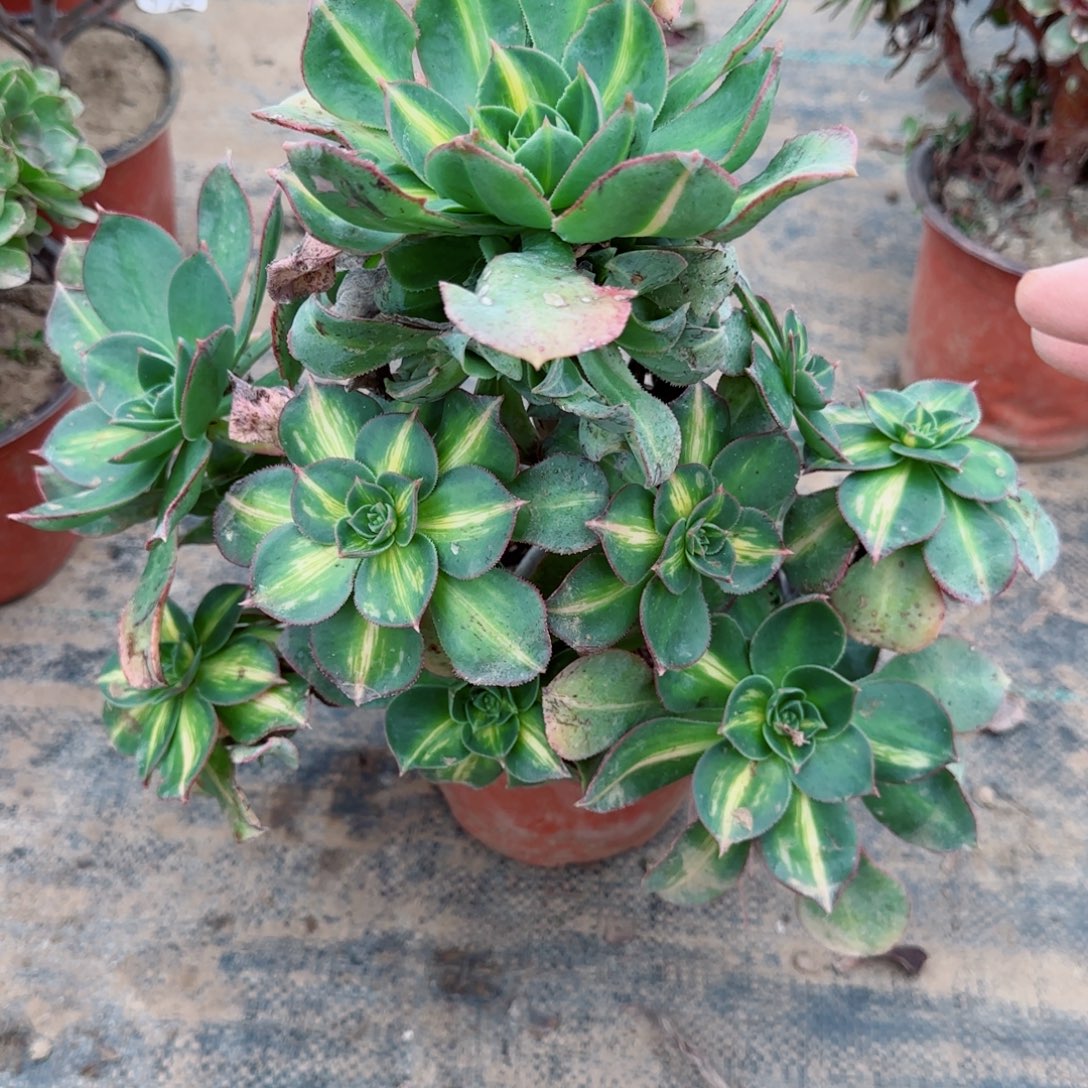 黄忠斑瑕疵541满20包邮断枝不包