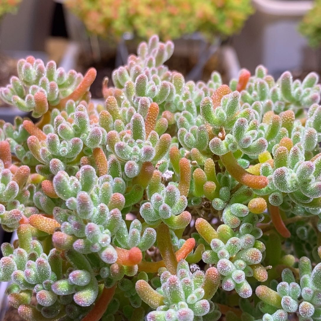 冰晶枝干橘子冰761