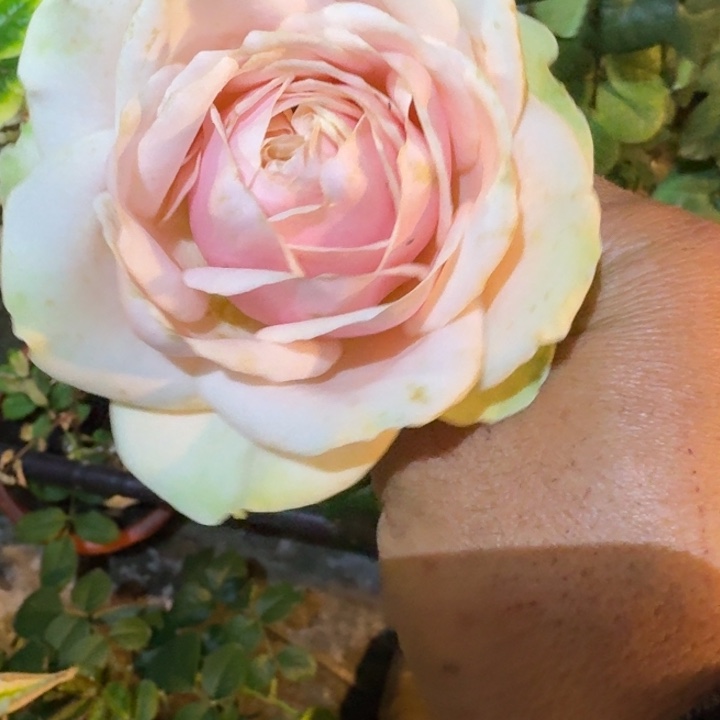 无花朵爱情喷泉根接小苗