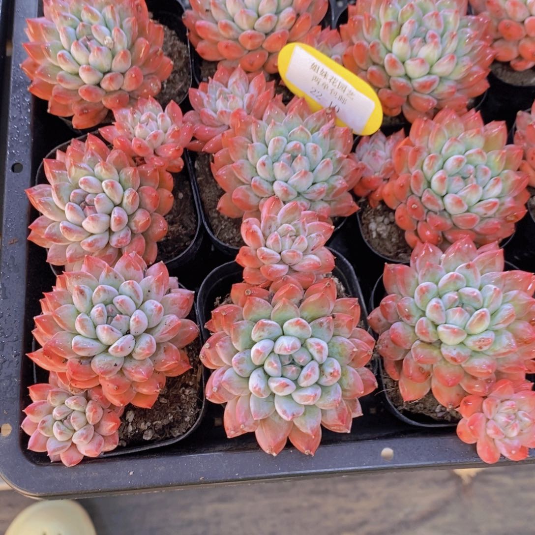 22-10-飘枝梅花洛双头一个