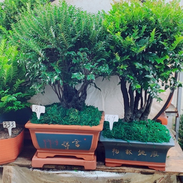 青***司完全开放小叶紫檀81.69