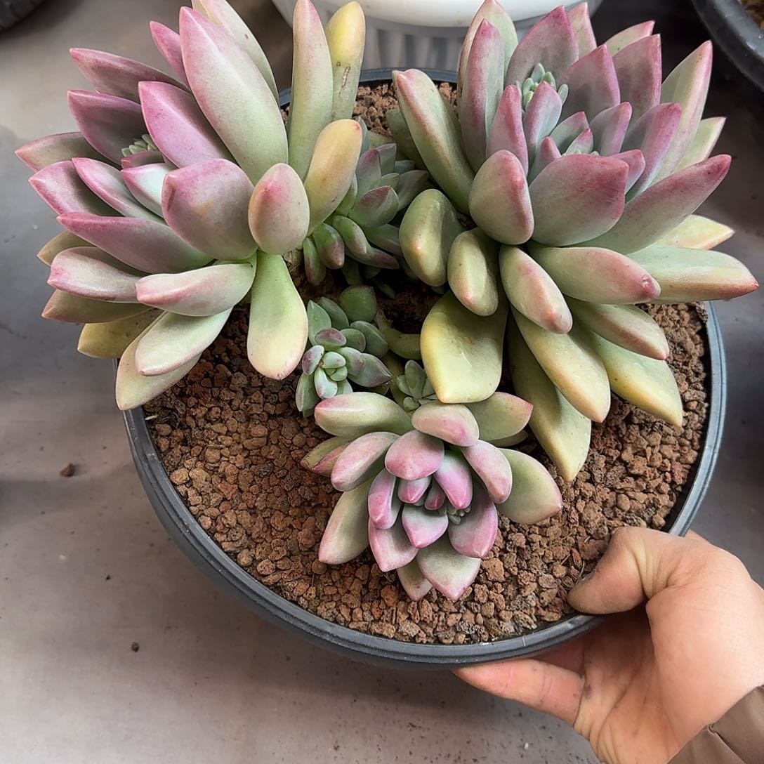 是****1赫本露斯 000000000