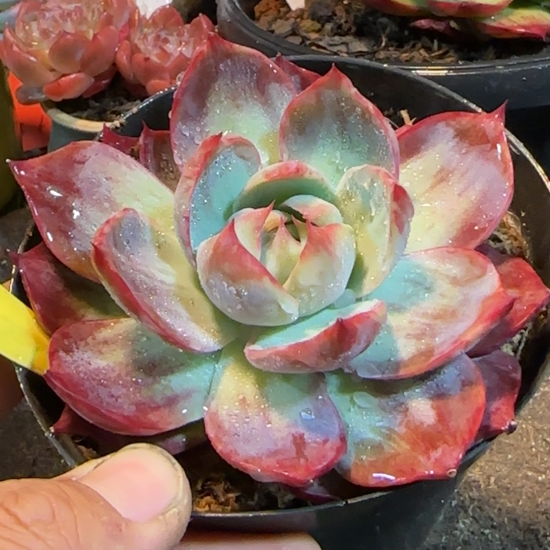 惊鸿一物一拍包装收缩花旱281