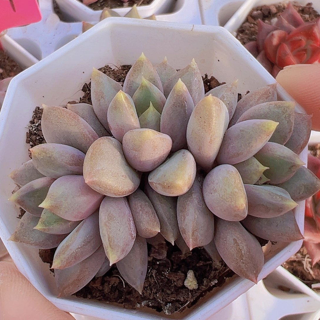 红象牙群19包邮多肉植物