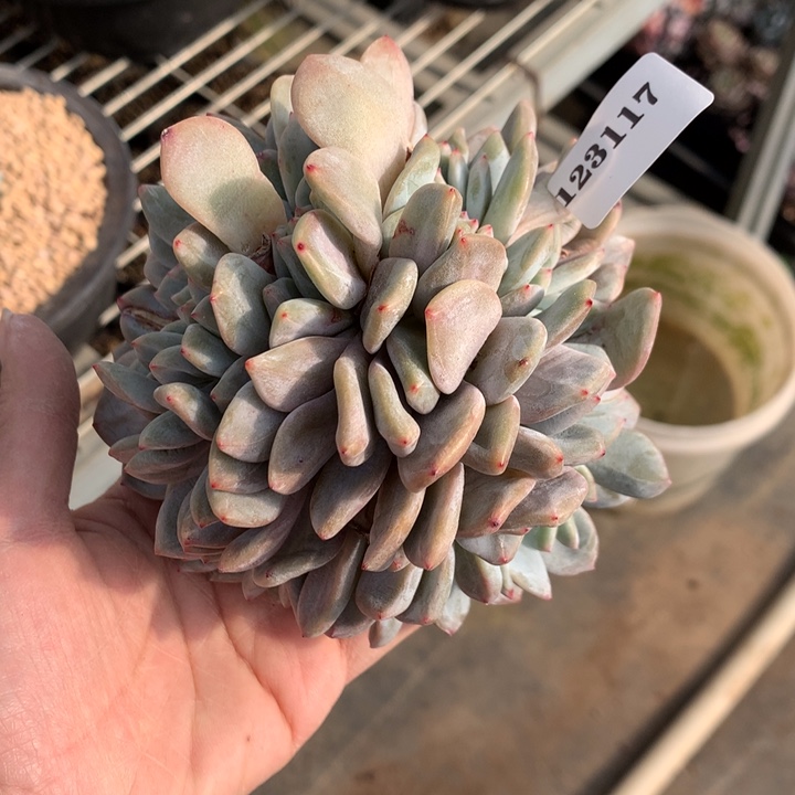 冰***雨123117缀嗯嗯嗯嗯嗯好