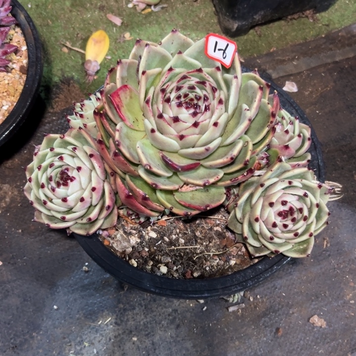 精品多肉植物老桩蓝龙