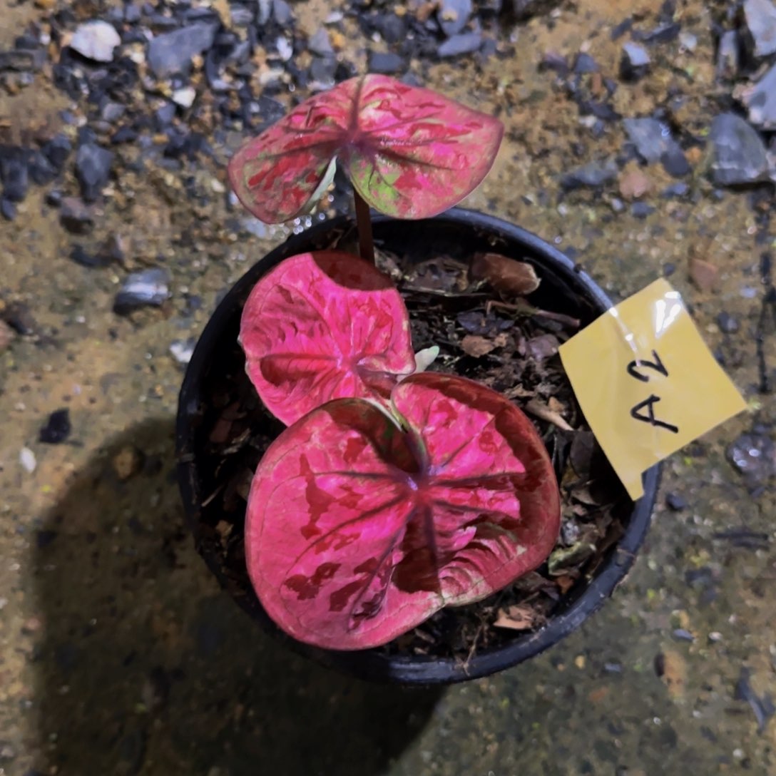 54-0825泰国发货红琳达