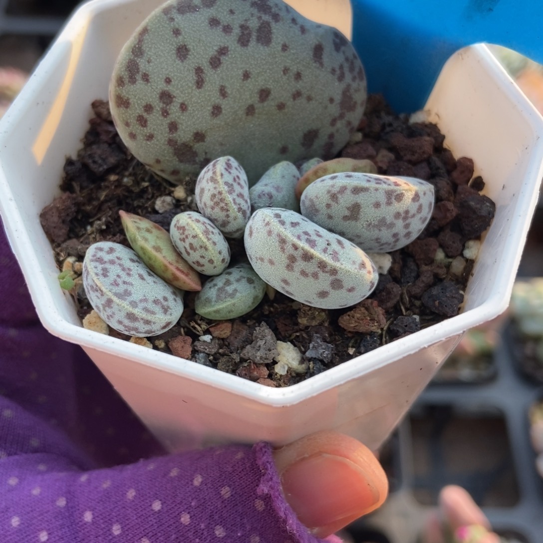 899花蛋多肉植物多肉