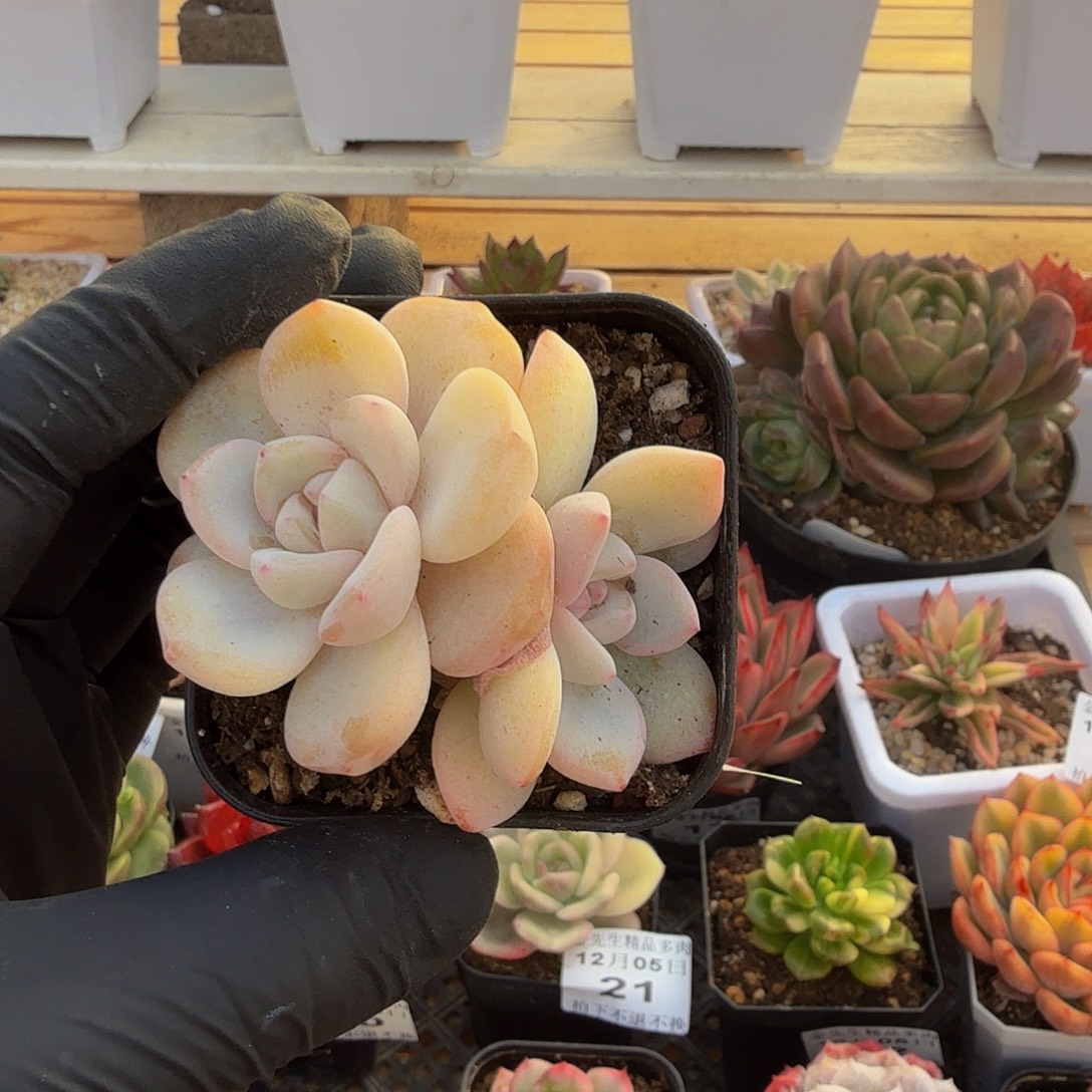 1205-25冰玉杂双头