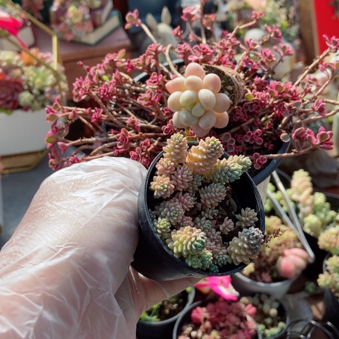 洛可可50颗小球玫瑰锦一盆炫叶姬星一盆