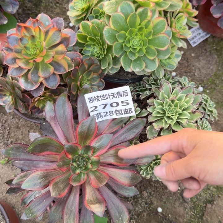 2705四个组合三号棚