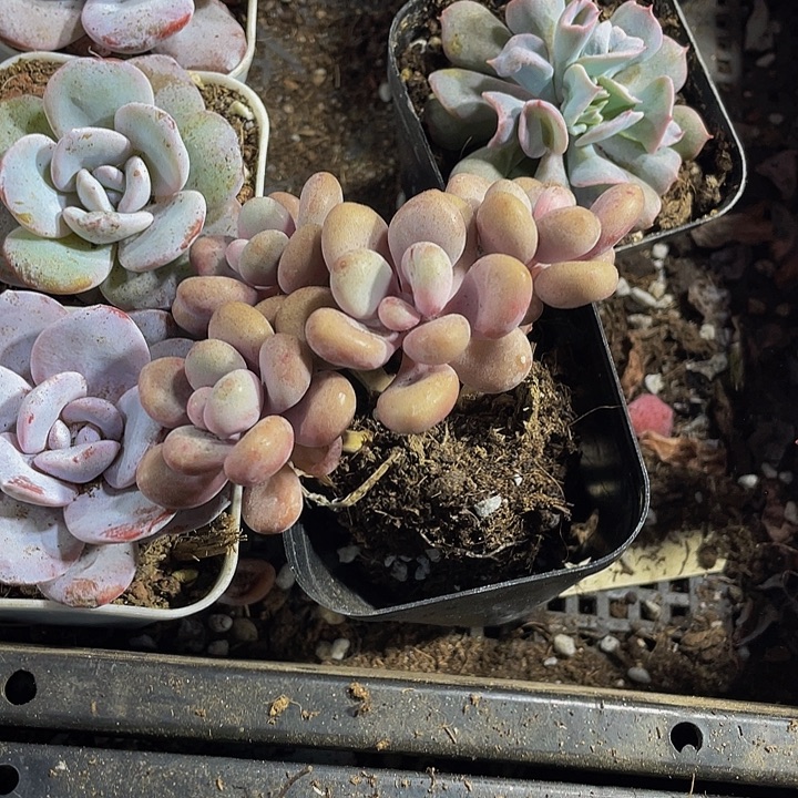 四头老庄桃蛋带盆土