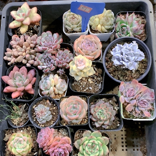 51号多肉植物园艺