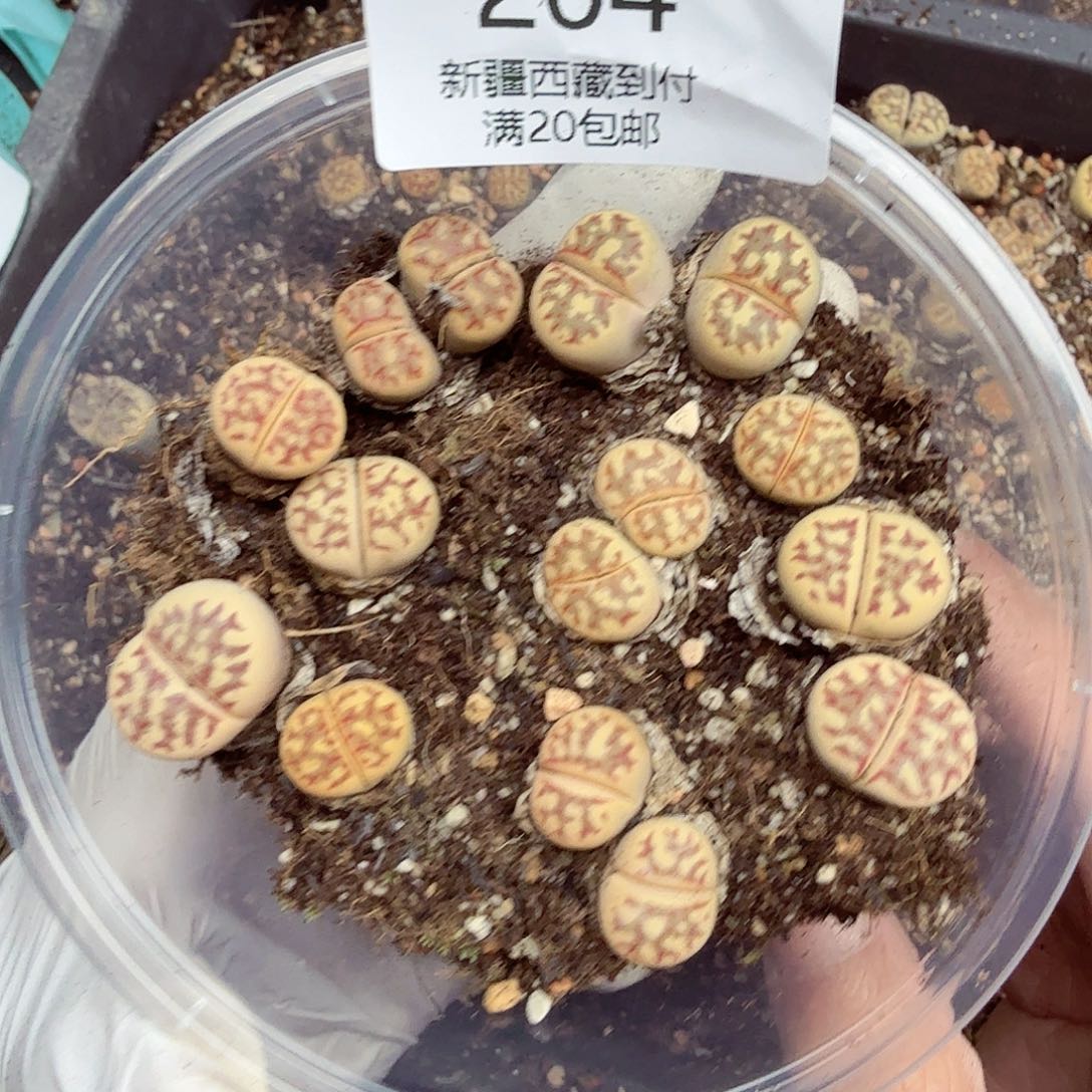 叨***笑好喜欢看肖蘸在线采访哈哈我204