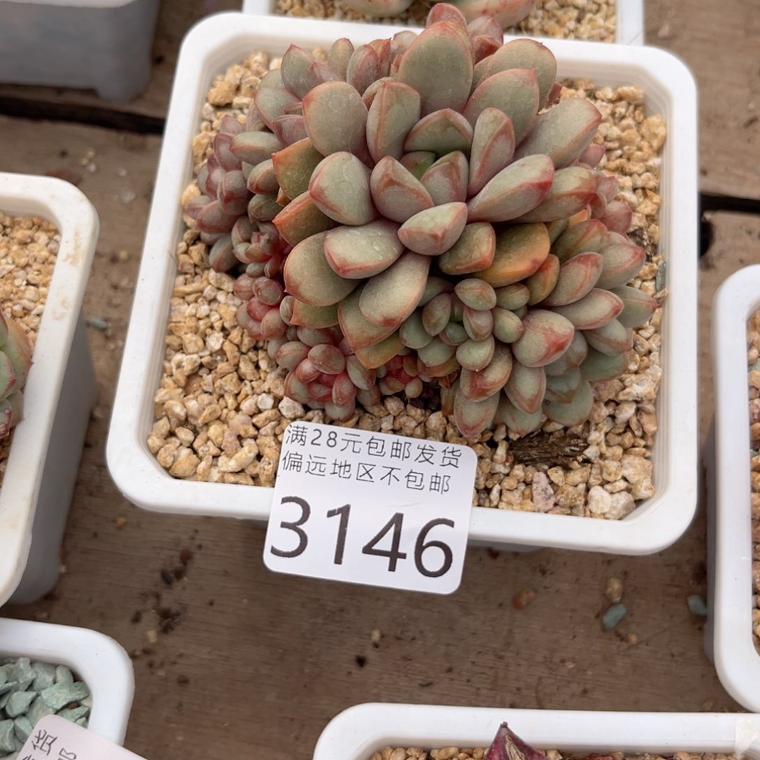 大3146；h ch x b v n n n