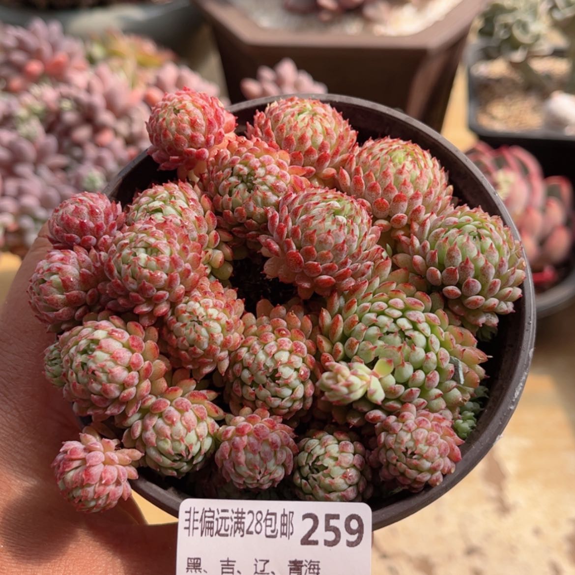 【闪购商品】259小红船