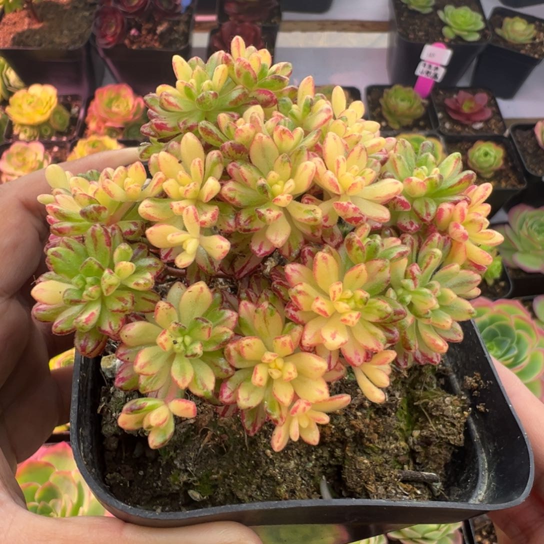 L49半城玫瑰小人祭锦